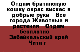 Отдам британскую кошку окрас вискас в добрые руки - Все города Животные и растения » Отдам бесплатно   . Забайкальский край,Чита г.